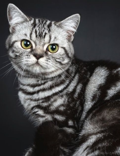 Cora Roya l Lace * RU  geb.  9-02-2018  Dochter van ICH. RU * MystiiCat~s Silver Veyron & Moeder CH . Colden Crystal Nargiza * RU