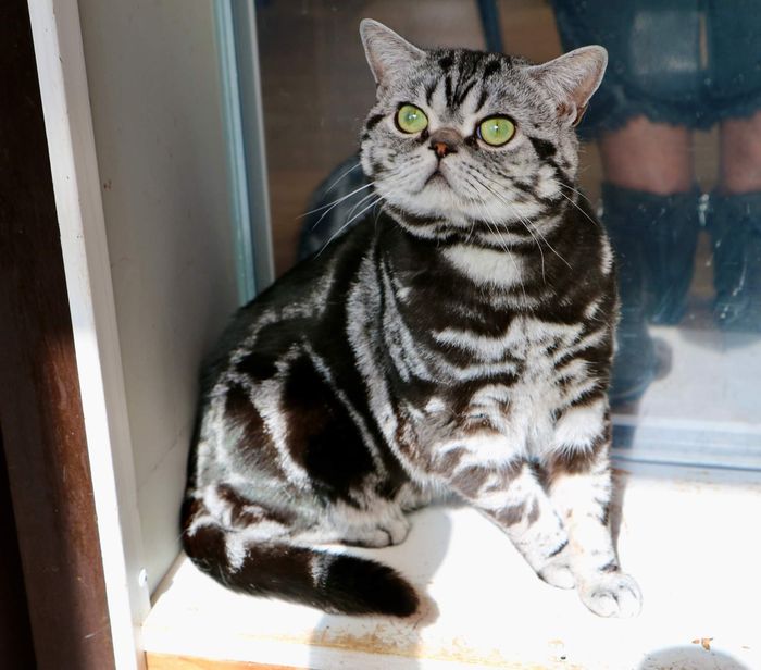 Bob the Winner Pro-Cat Blue geb: 20-09-2020  Zoon van Vale of Proud`s Mr Right &
 Moeder Lola Pro-Cat Blue


