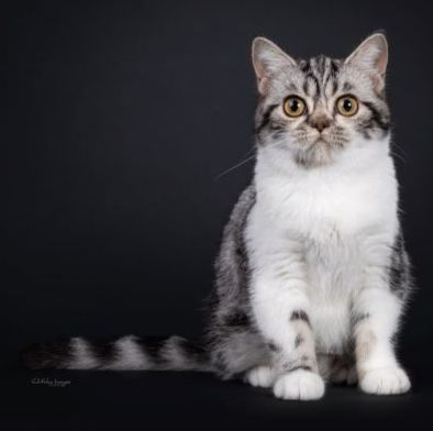 Ik ben de nieuwe aanwinst,en mijn naam is Paladijn D`layla