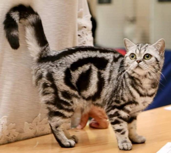 ik ben hier ook komen wonen Purrpie`s Gaby
